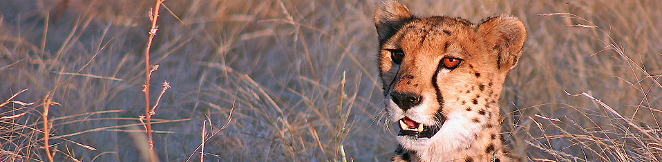 Cheetah, Namibia ER