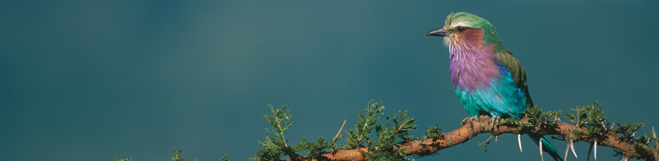 Lilac Breasted Roller