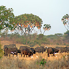 Buffalo herd in Meru National Park, Kenya
