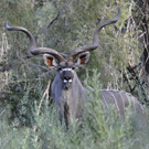 Kudu Bull in the Aberdare Mountains, Kenya