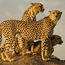 Lewa Conservancy, Cheetah Brothers, Kenya